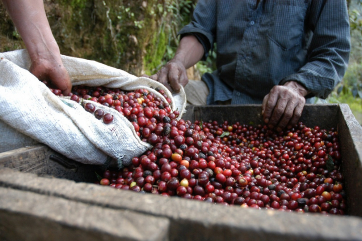 Мировое производство кофе оказалось под угрозой
